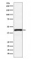 Anti-NEK2 Rabbit Monoclonal Antibody